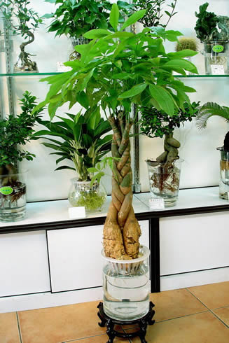 盆栽植物出租公司_室内常见的盆栽植物有哪些